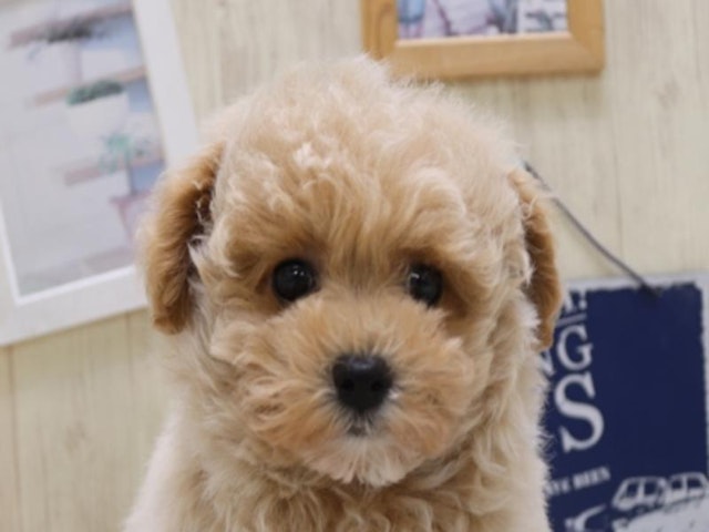 静岡県のハーフ犬・ミックス犬 (ペッツワン伊東店/2024年11月5日生まれ/男の子/クリーム)の子犬